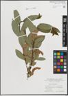 Foto von Salix hastata L.